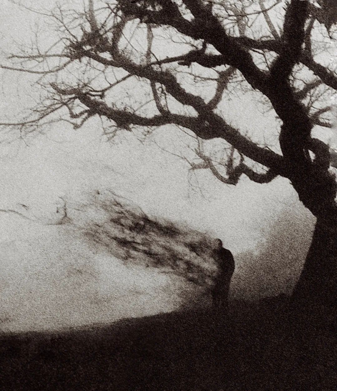 tree.
